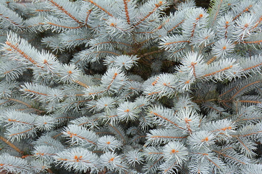Picea pungens `Omega` (4).JPG